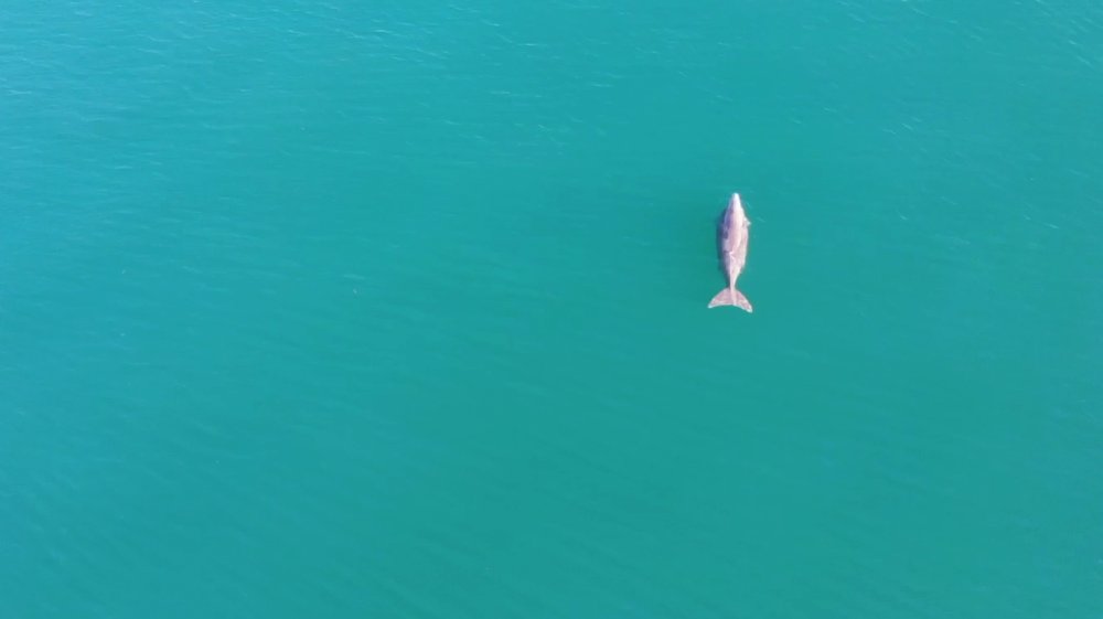 Endangered Irrawaddy dolphins and Dugongs recover in Cambodia with our help