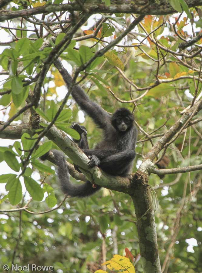 The critically endangered Colombian spider monkey (a subspecies of the Black-headed spider monkey) - Cerro Chucantí.