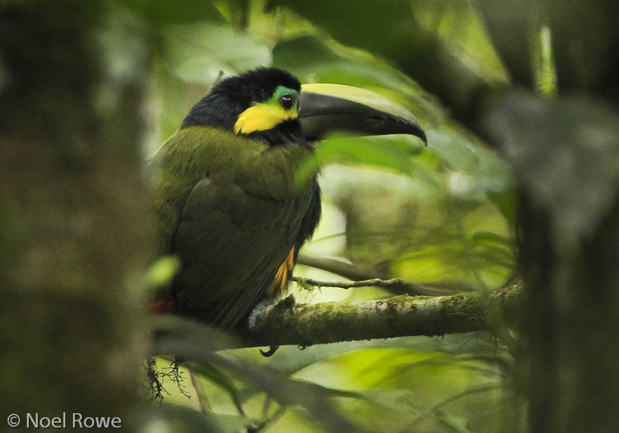 MacLean’s Op-ed: Why global conservation is a Canadian responsibility
