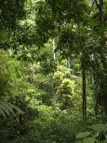 Tompotika rainforest. photo: AlTo