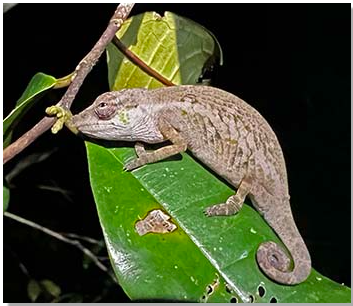 Renowned German herpetologist visits Farankaraina Forest, Madagascar