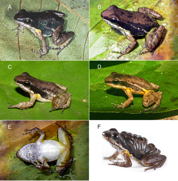 Discovery at project site means range expansion for Ecuadorian frog species