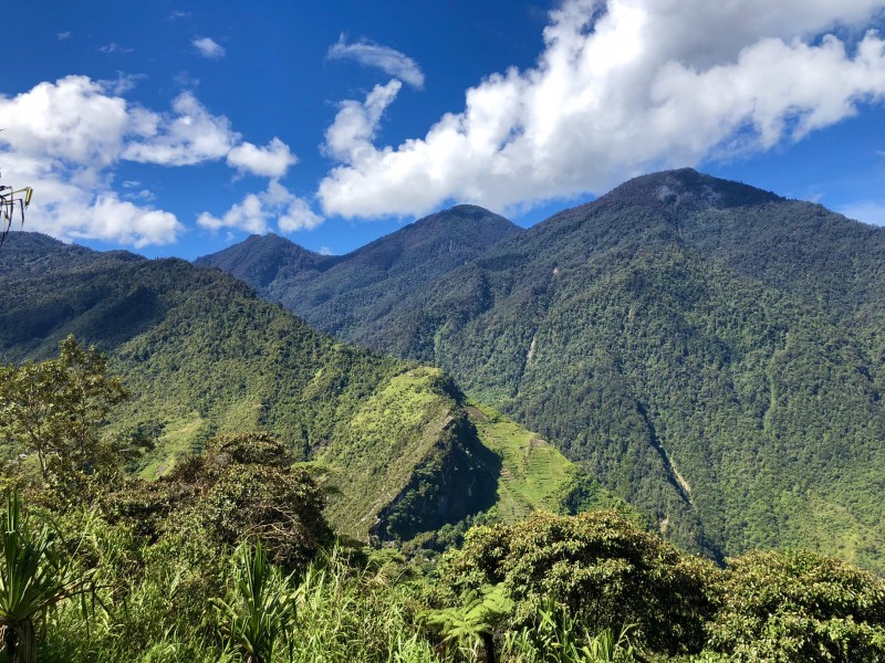Forest conservation in Papua