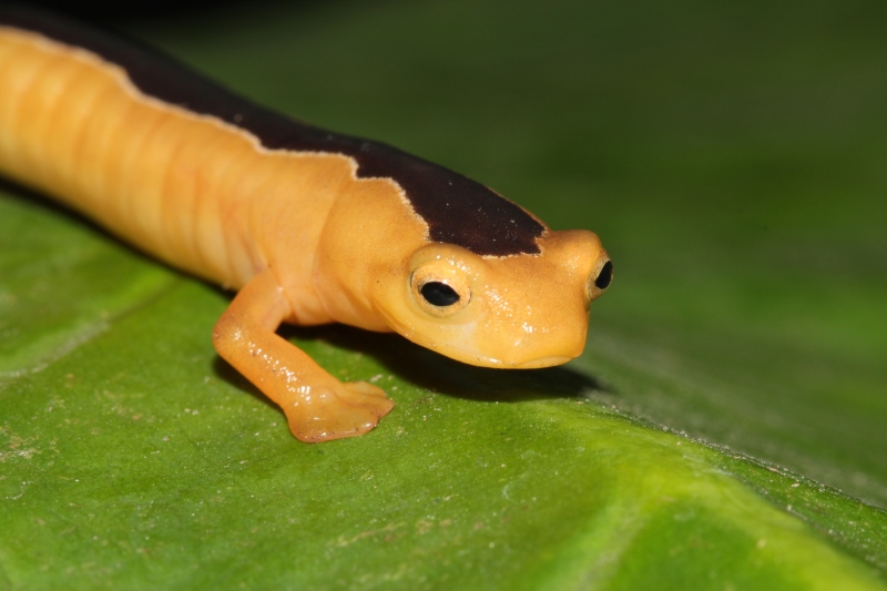 Rediscovery of lost salamander at ICFC-supported reserve in Guatemala