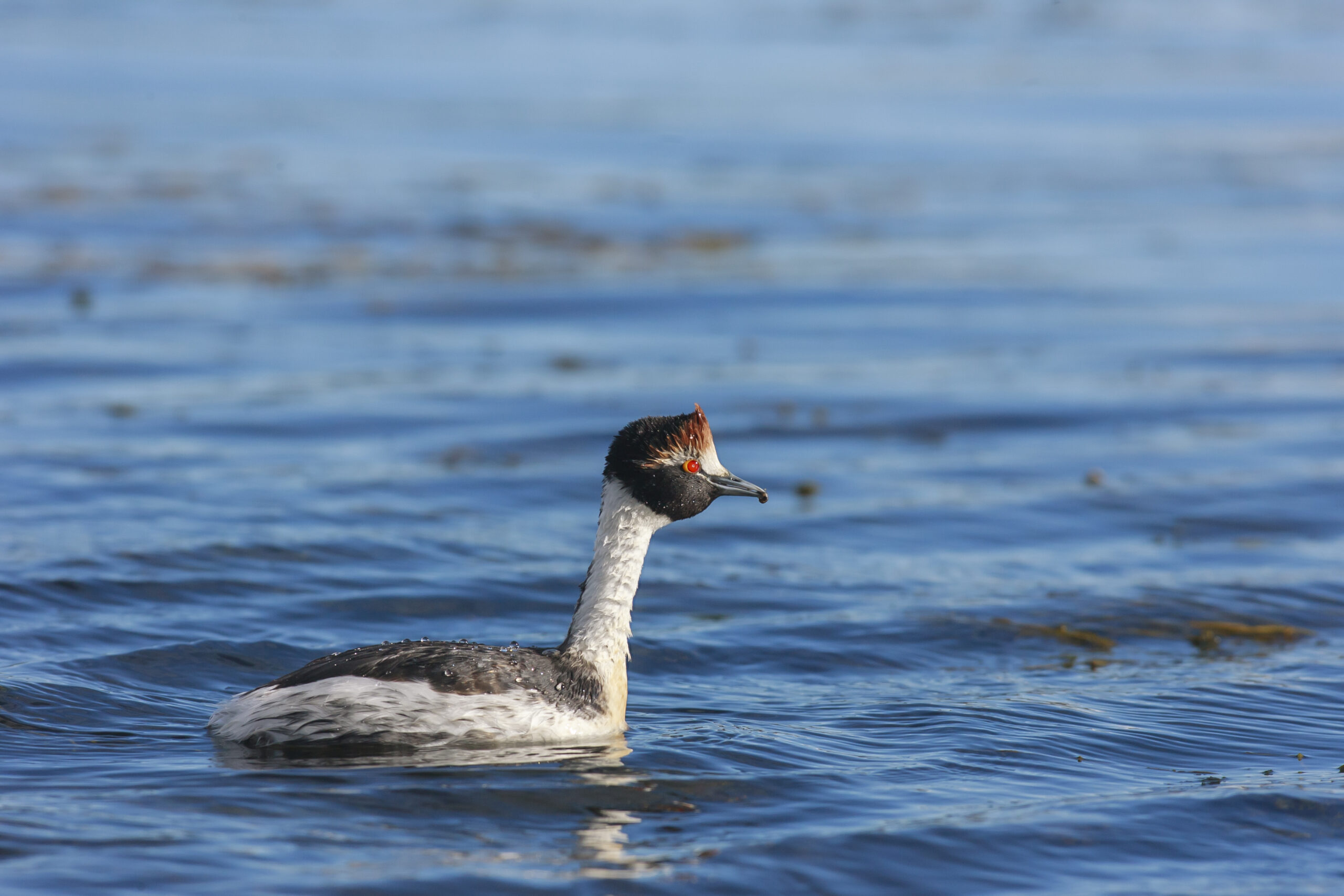 Preventing extinction of the Hooded Grebe