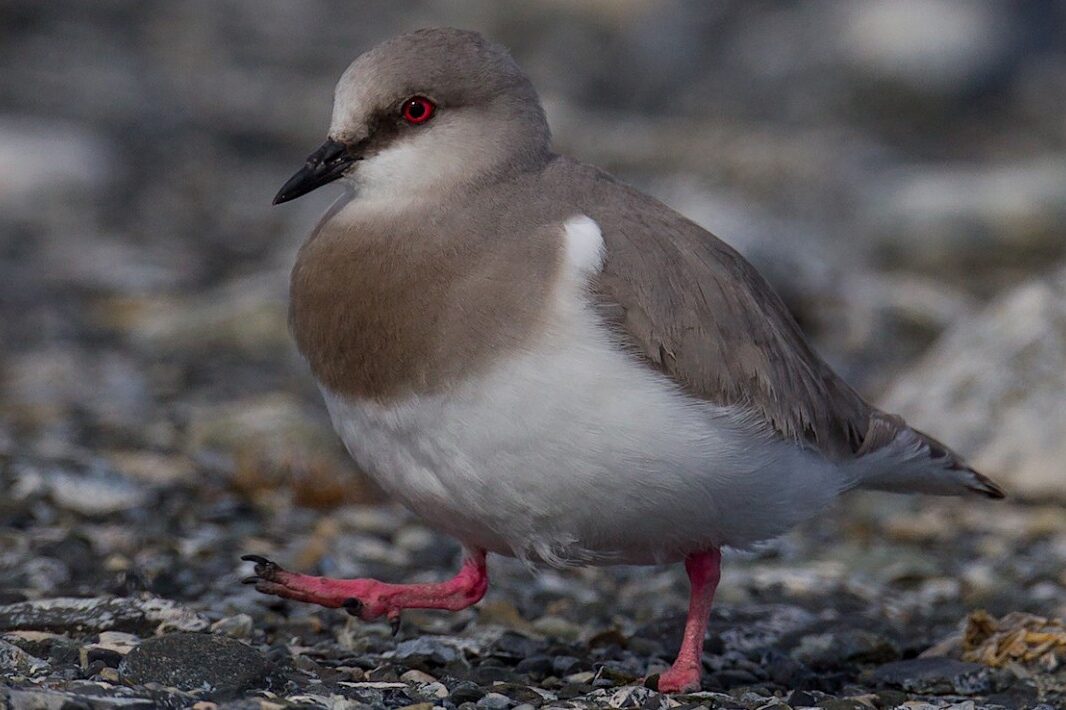 Saving the Magellanic plovers of Patagonia