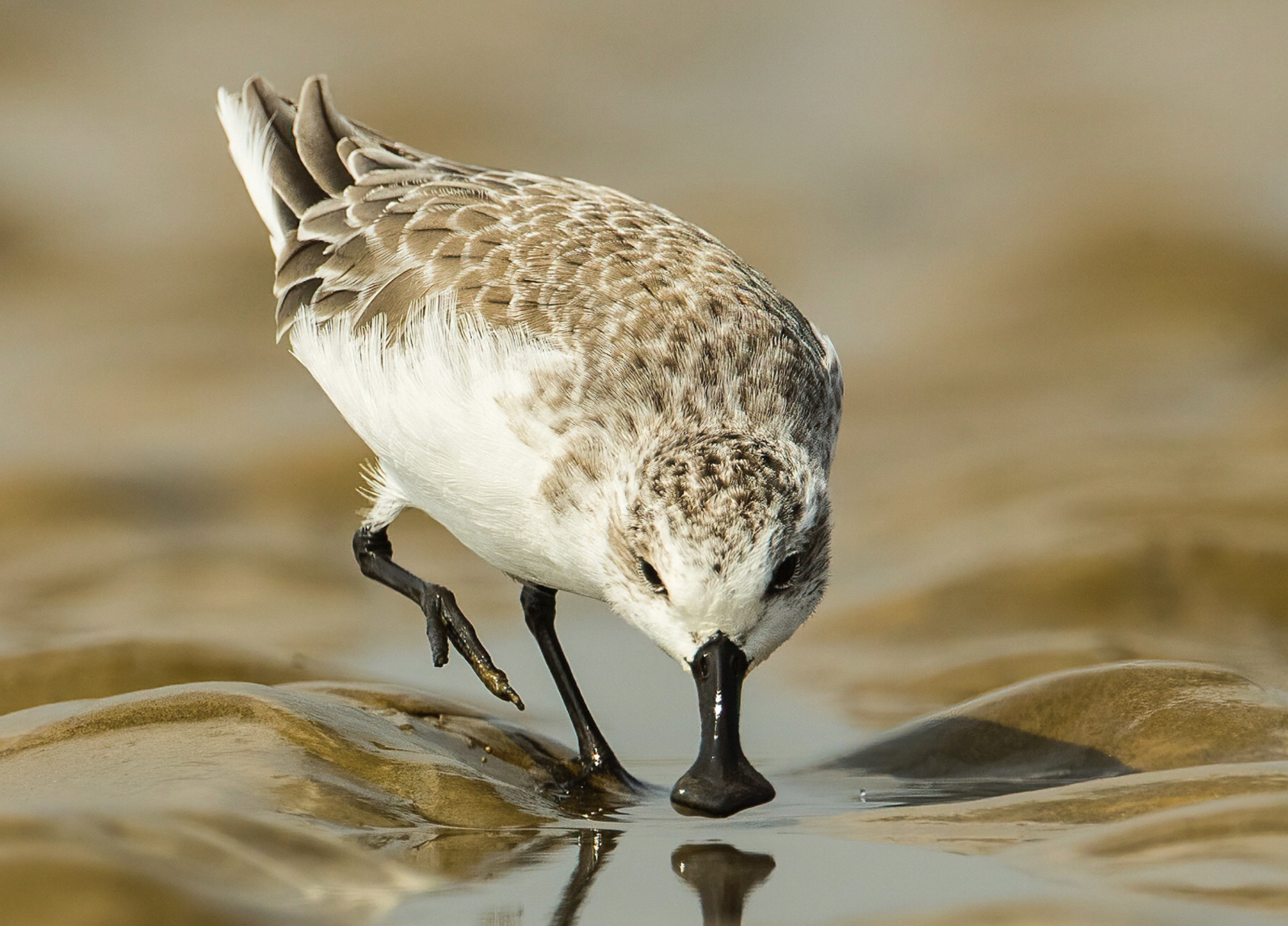 IMPORTANT DISCOVERY: New Nesting Area Found for the Spoon-billed Sandpiper