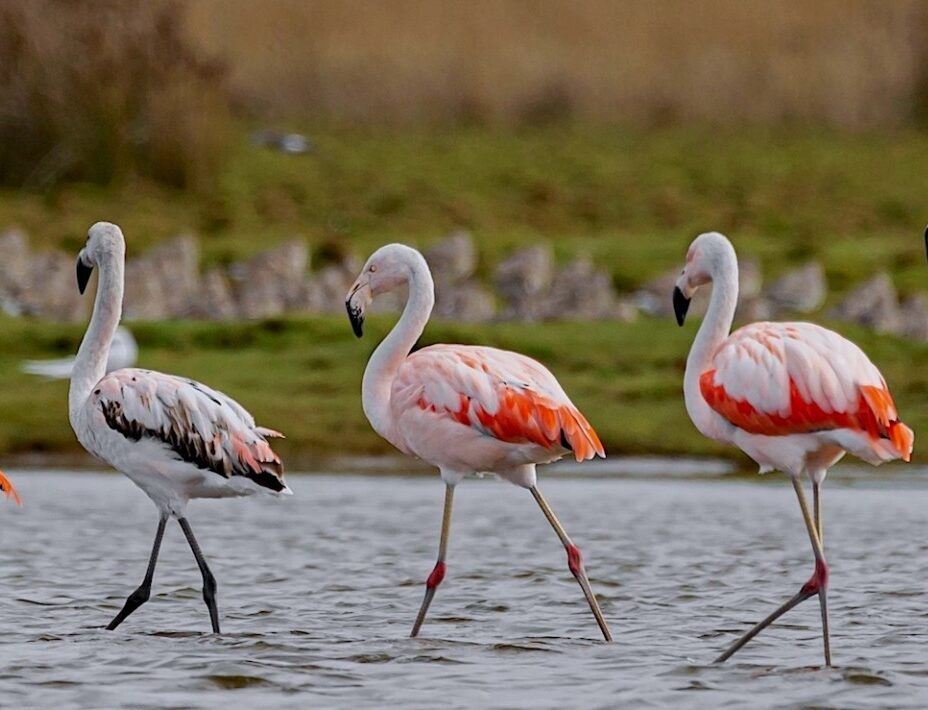 Protecting Hudsonian Godwits and other shorebirds at the Maullin wetlands