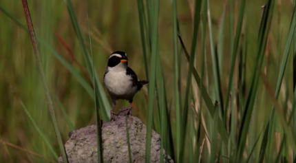 Barba Azul Nature Reserve: Savanna