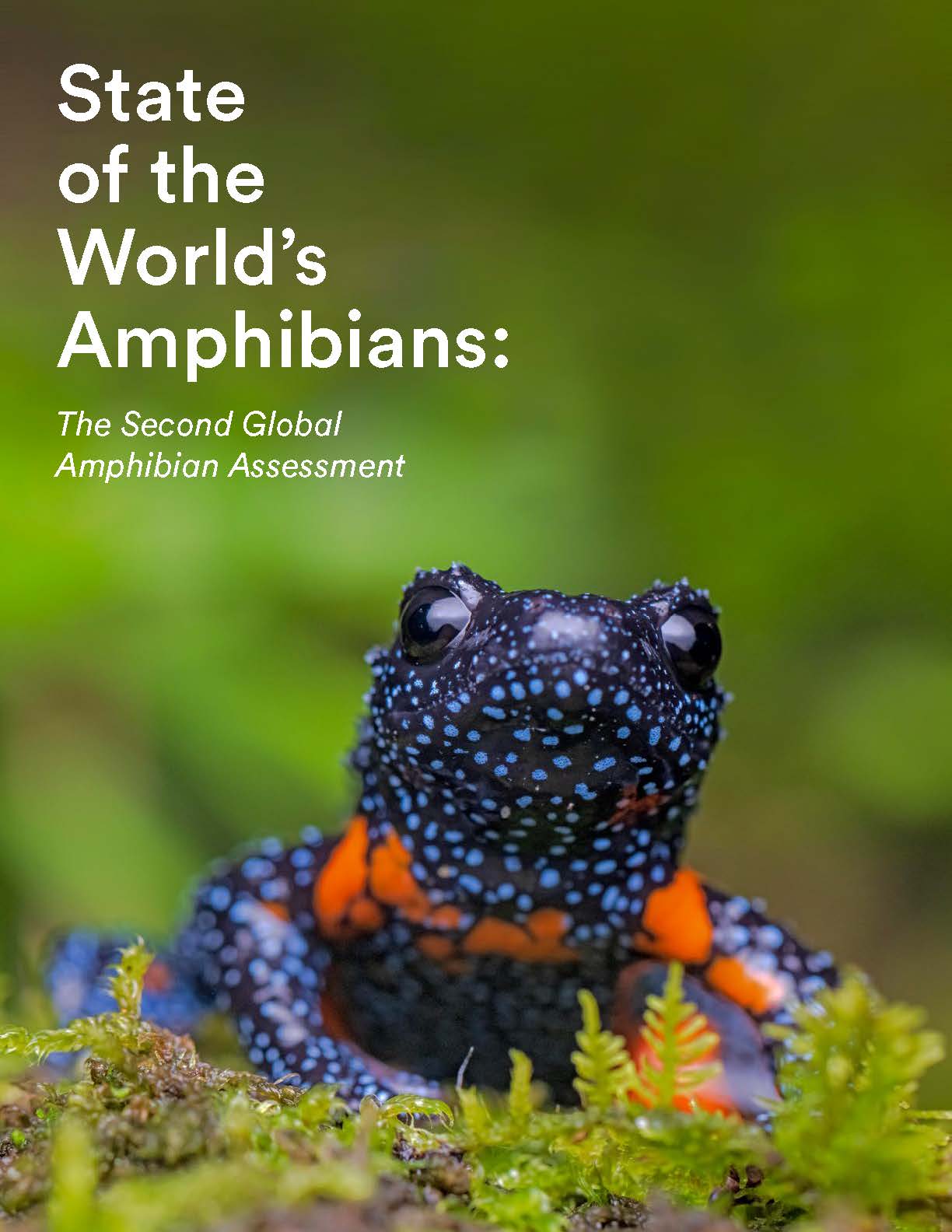Second Global Amphibian Assessment finds two of five species threatened with extinction