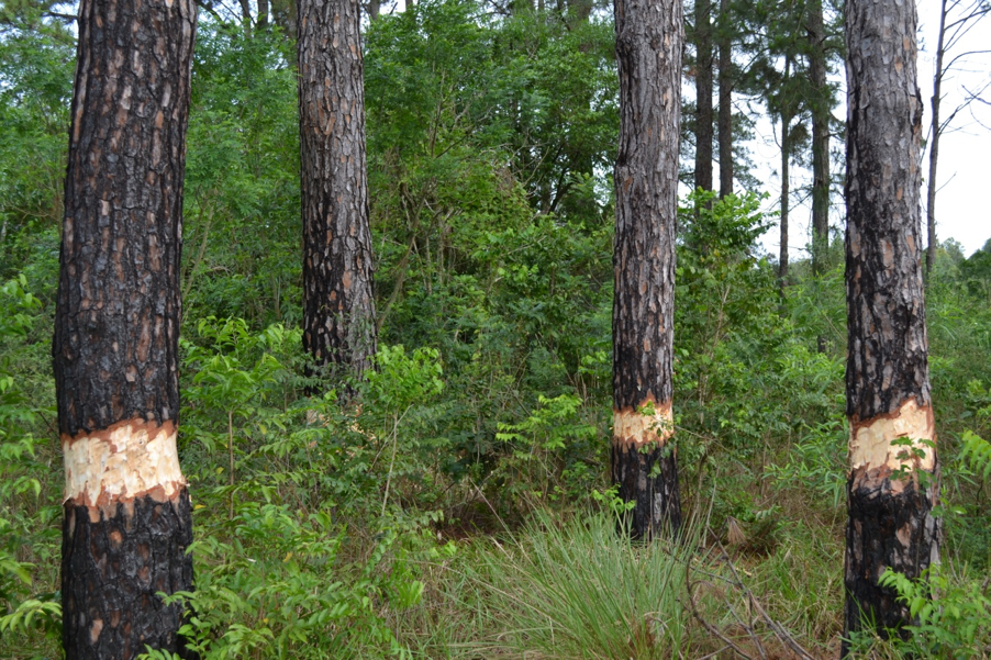 Girdling of invase pine tress. photo: Nestor Damián Fariña