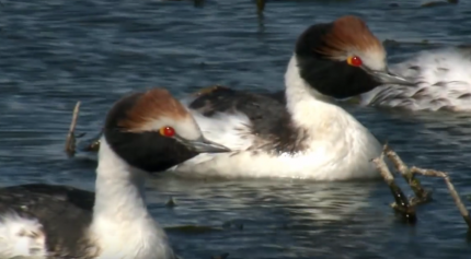 Sundown for the Hooded Grebe