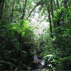 Michael Lang, MD, FRCPC