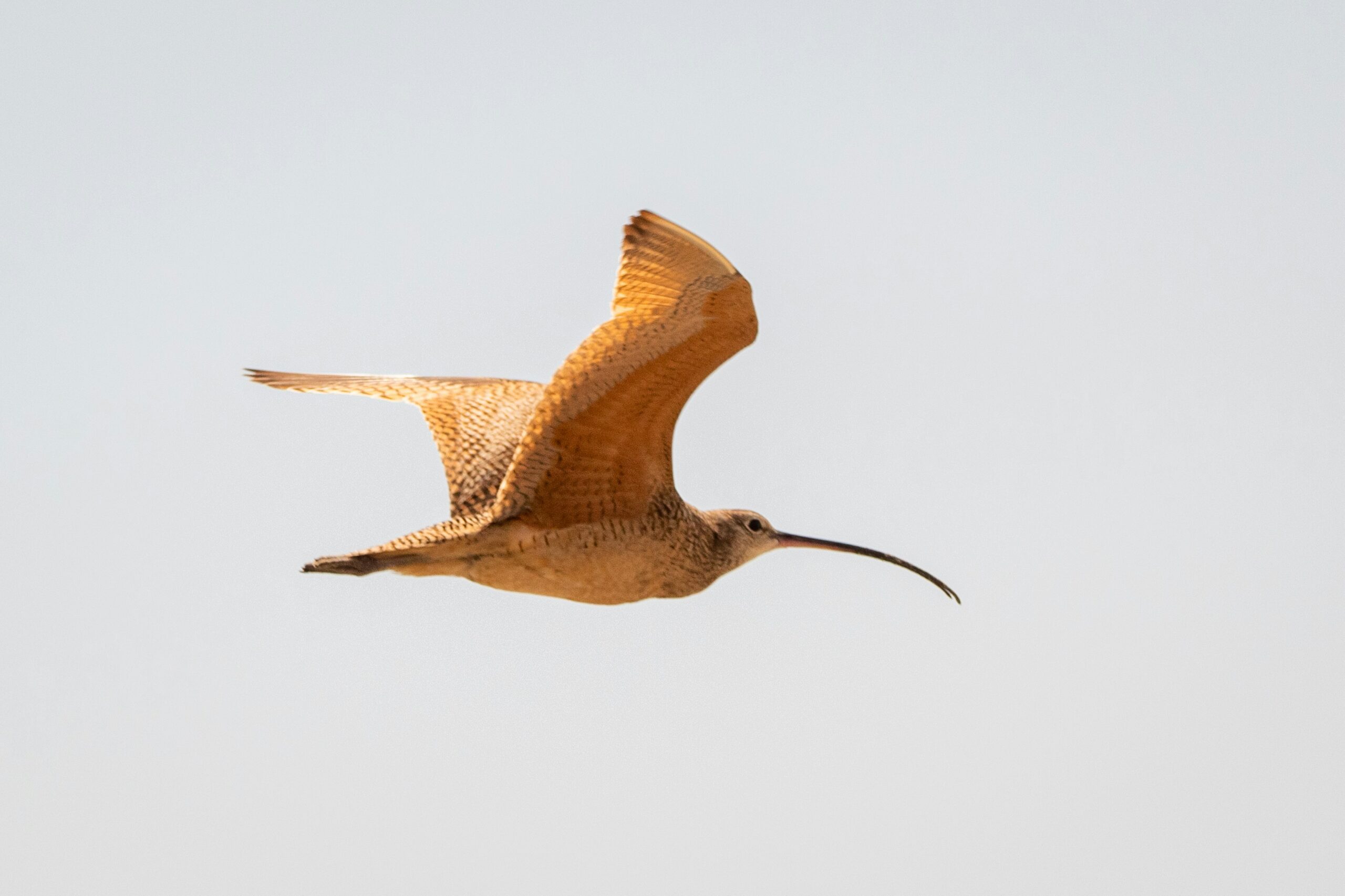 The Last Curlew in the Coal Mine