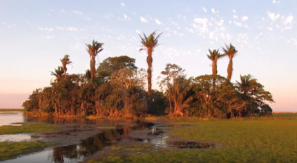Mammals of the Barba Azul Nature Reserve, Bolivia