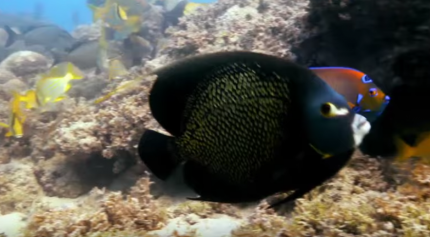 Abrolhos Marine Protected Area, Brazil