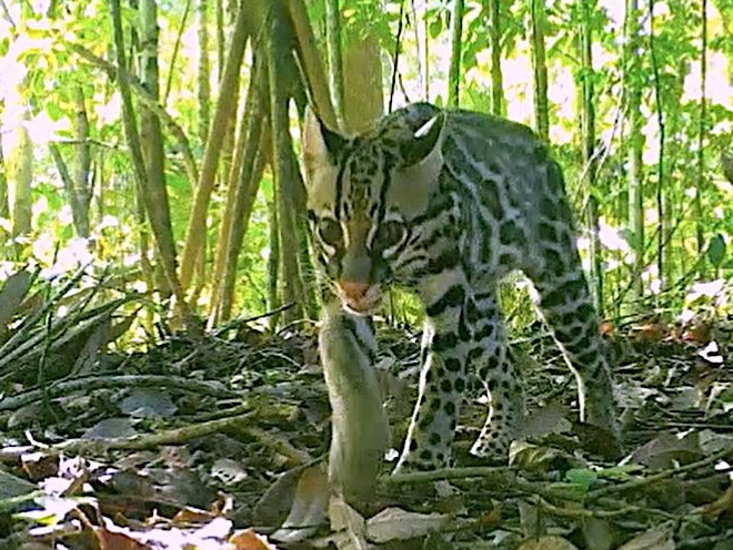 Preventing ecosystem collapse in the Osa Peninsula and beyond