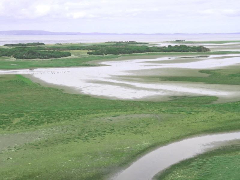 Protecting Hudsonian Godwits and other shorebirds at the Maullin wetlands