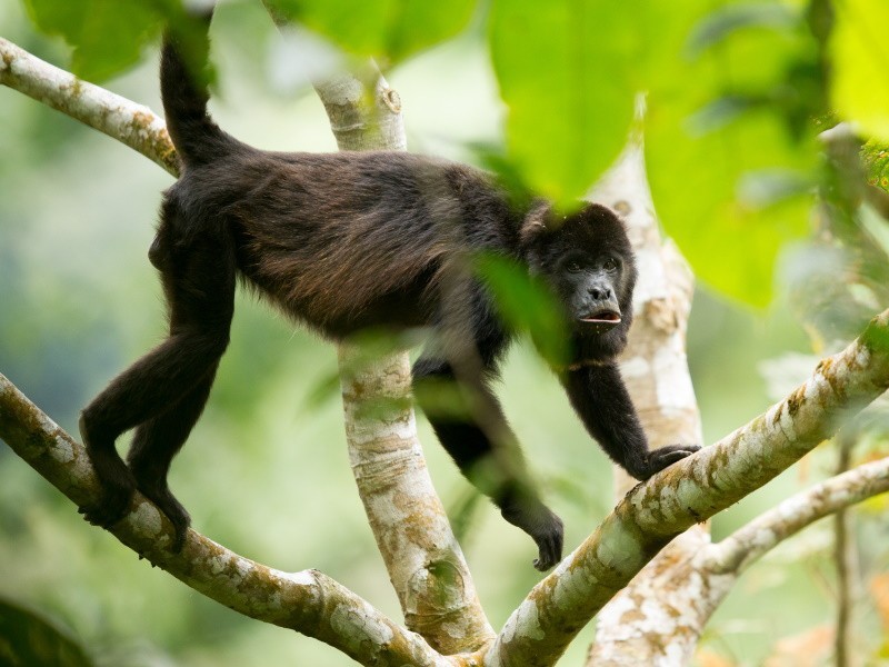 FCAT Reserve, Chocó