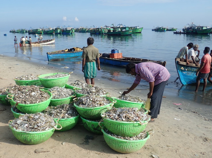 Ending “annihilation fisheries”