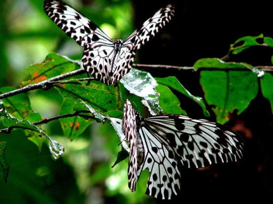Conservation of the Morningside cloud forest