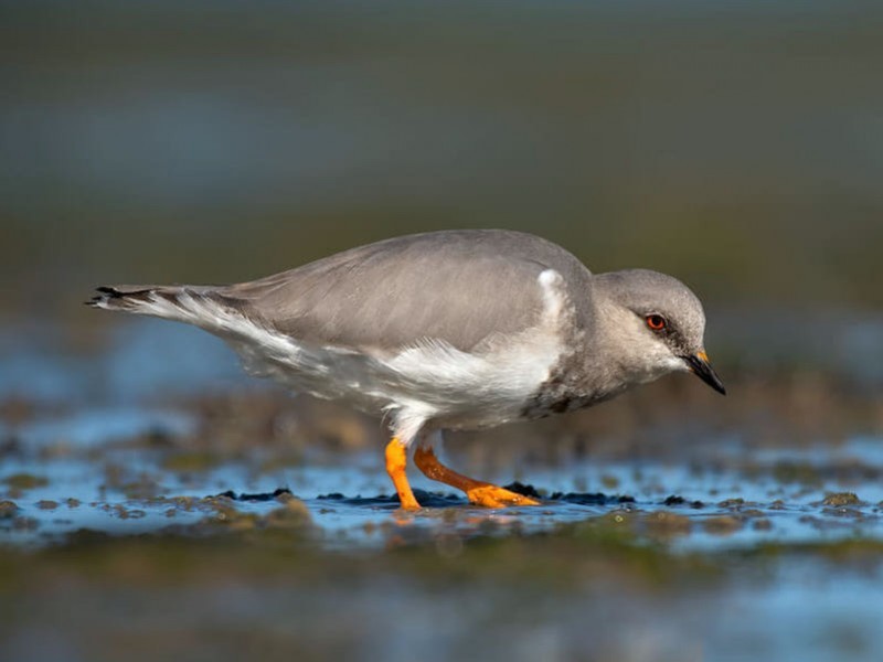 Saving the Magellanic plovers of Patagonia