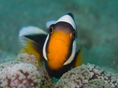 Countering destructive illegal fishing practices to protect marine ecosystems