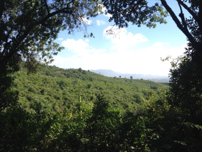 Halting the deforestation and degradation of Kijabe Forest