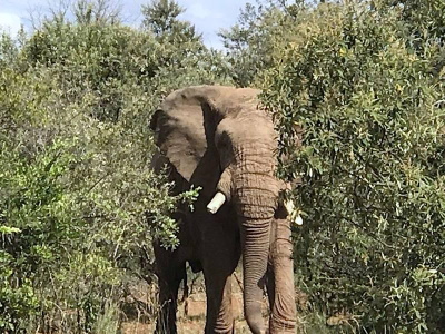Conservation of elephants and other wildlife at Kenya’s largest private conservancy