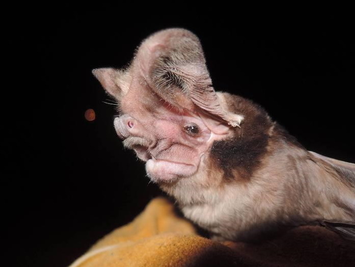 Conservation of giant long-eared mastiff bats at Mt. Suswa