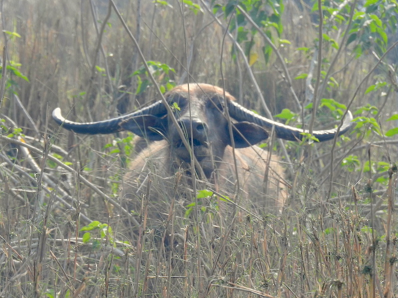 Conserving Koshi Tappu Wetland and its critically endangered birds