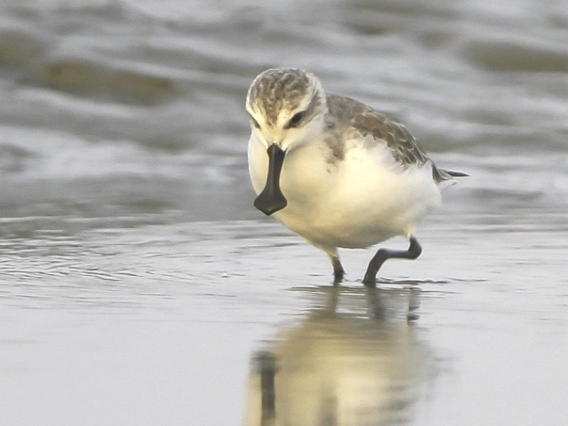 Southeast Asia (4 countries): Protecting the Spoon-billed Sandpiper