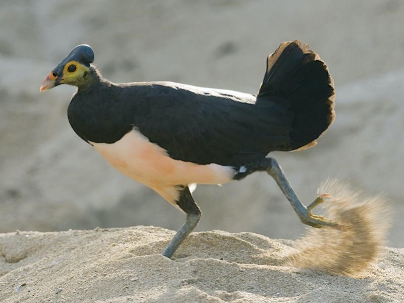 Conserving the Maleo and other threatened species in Sulawesi
