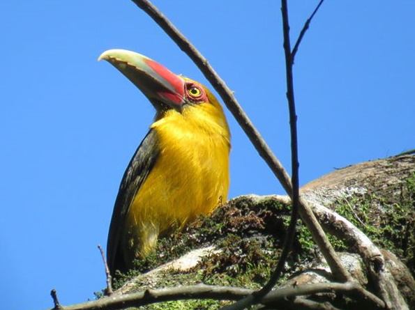 Atlantic Forest cavity-nesting & bamboo-specialist birds