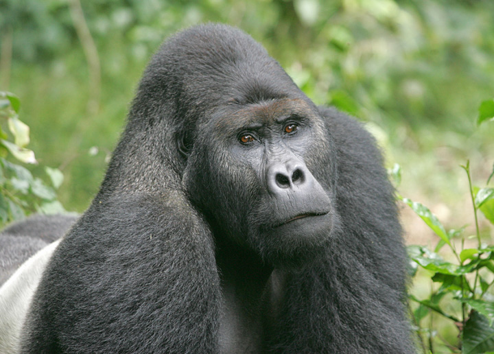 DR Congo: Conserving community forests for the Grauer’s gorilla