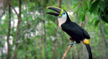 Why and how to conserve the Amazon