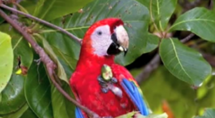 The rainforest explained