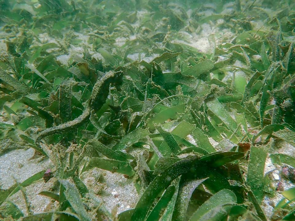 ICFC-supported marine protected area in Cambodia declared “Hope Spot”