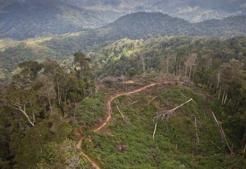 Why Canada should help save tropical rainforest: Op-ed by Anne Lambert