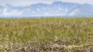 Spoon-billed Sandpiper: Breeding Season