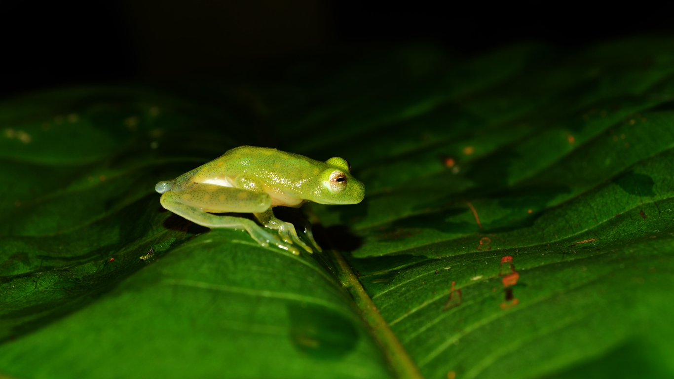 Glass Frog