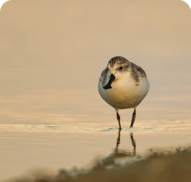 Spoon-billed sandpiper 