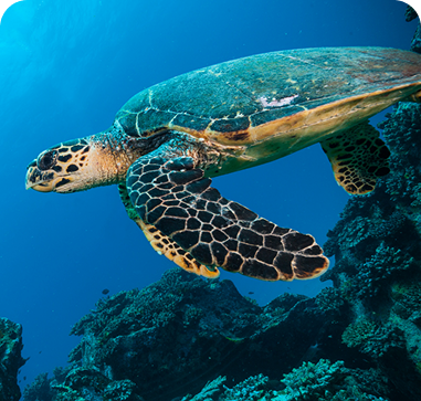 Hawksbill Turtle