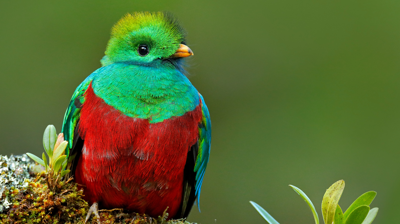 Resplendent quetzal