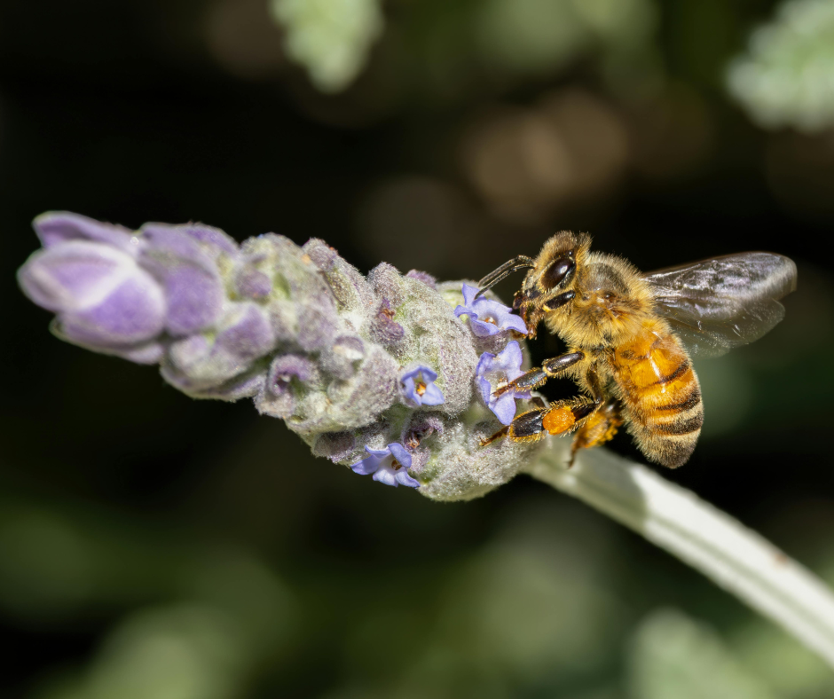 Open letter to Prime Minister Carney on insect population declines