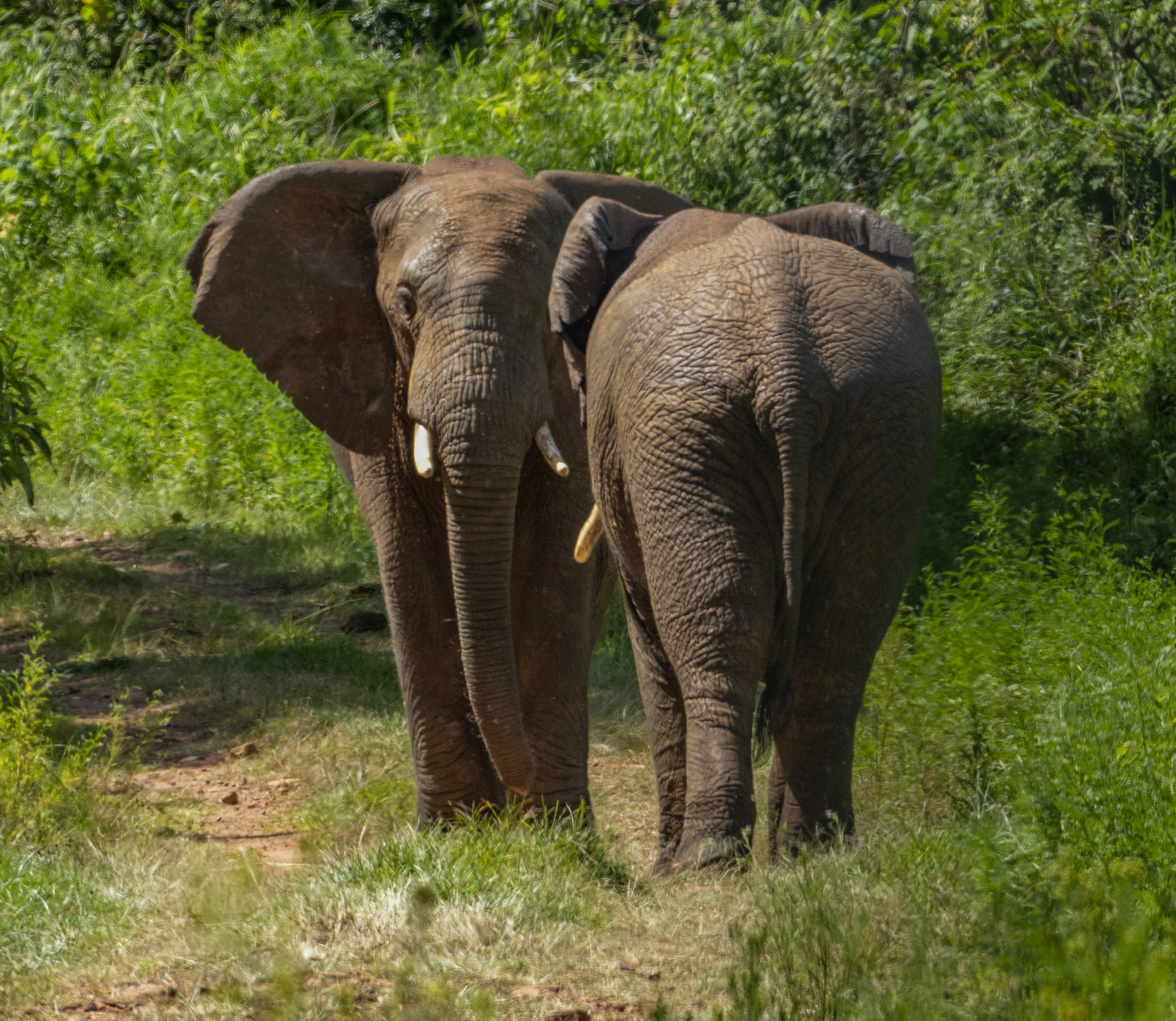 Press release: Elephants recolonize Mount Elgon in Uganda for the first time in over 40 years