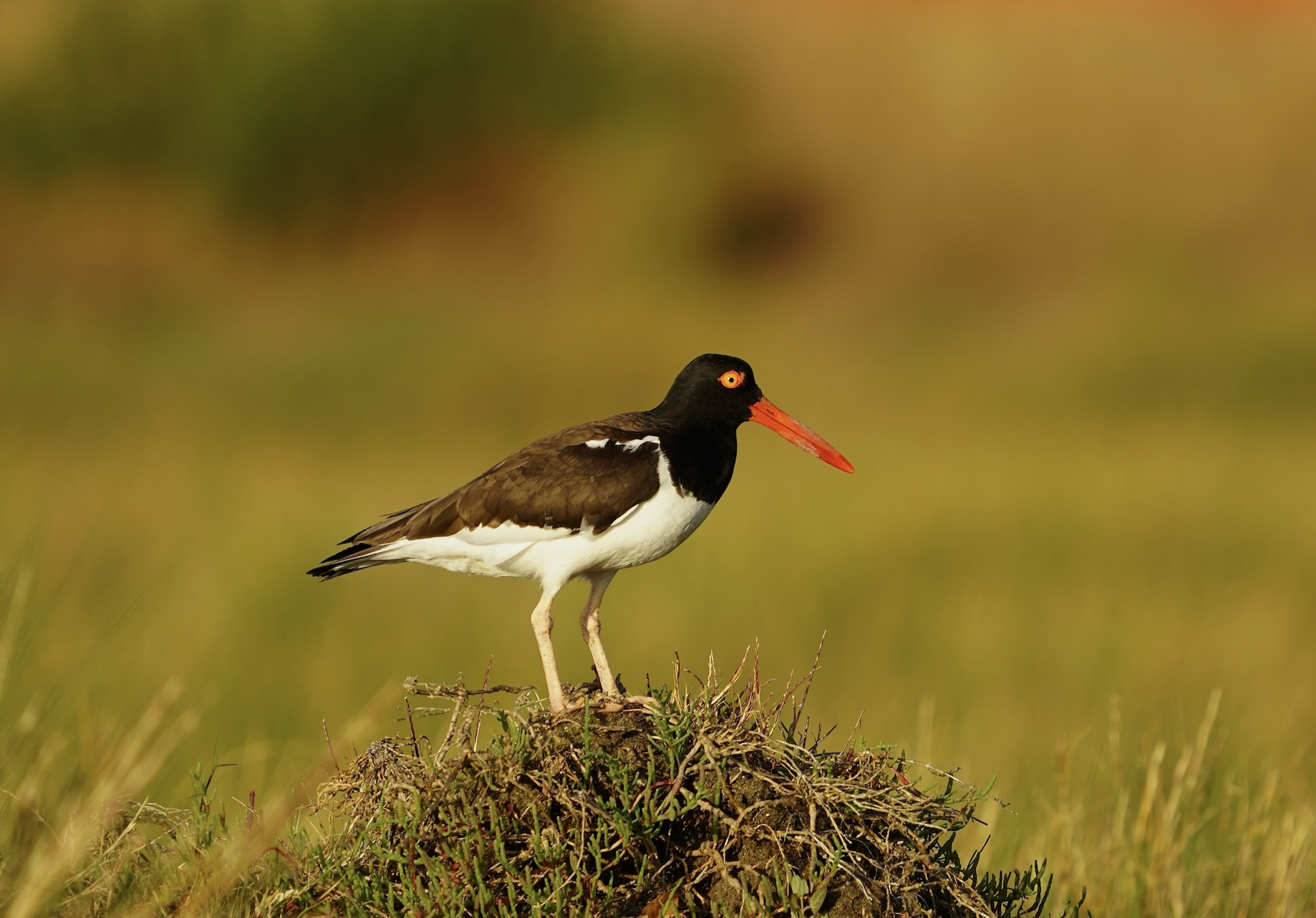 Chile: Breeding American Oystercatchers from 0 to 36