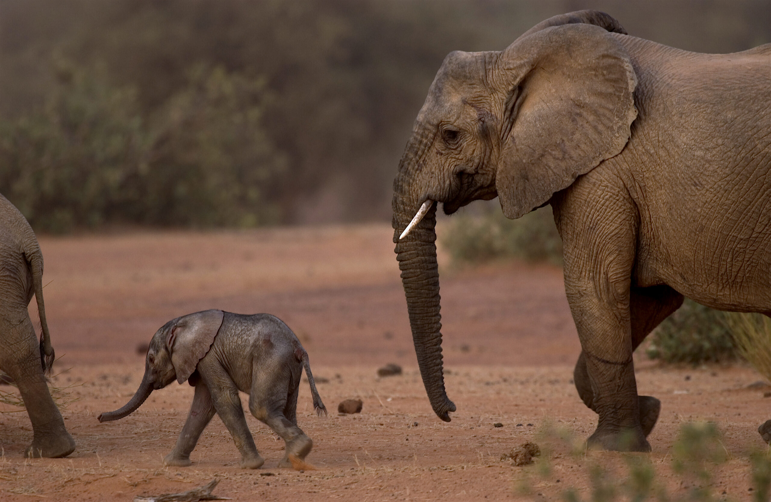 Mali’s Gourma elephant population shows signs of recovery