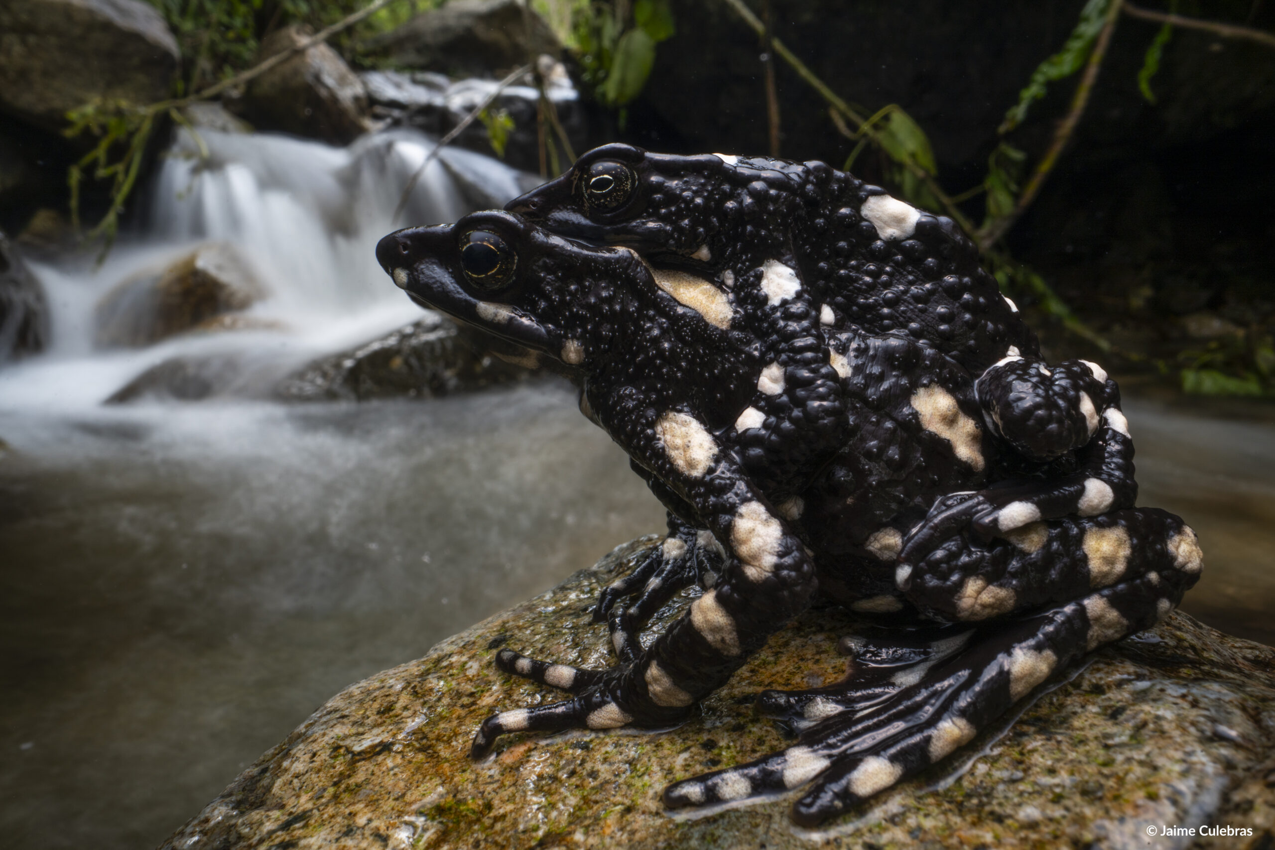 Harlequin toad project receives support from Colombian government