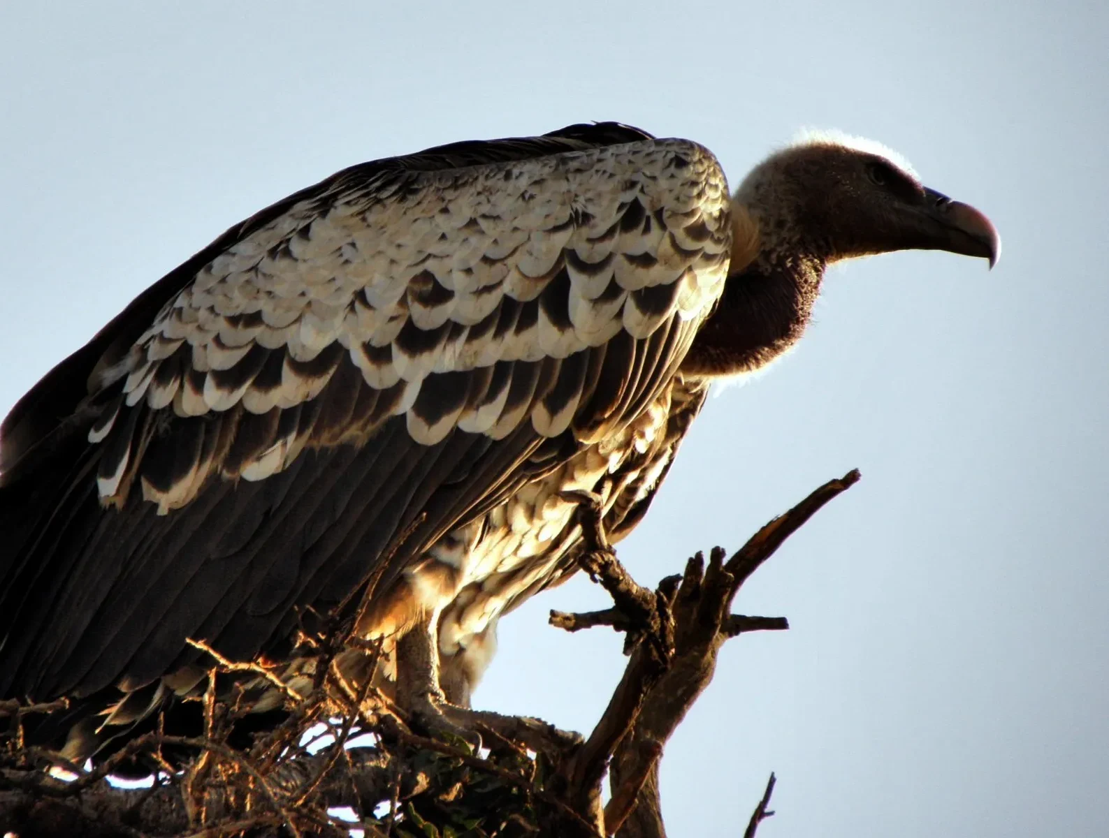 Record vulture count recorded in the Rift Valley, Kenya